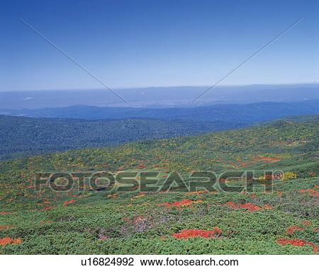 Several Hills, With Autumn-colored Leaves, High Angle View, Hokkaido Prefecture, Japan View Large Photo Image Stock Image - Several Hills, With Autumn-colored Leaves, High Angle View, Hokkaido Prefecture, Japan. Fotosearch