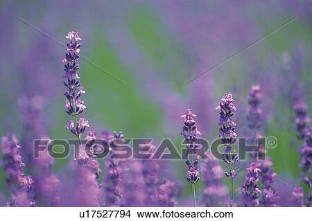 Picture -  Several Lavender Flower, Front View, Differential Focus. Fotosearch