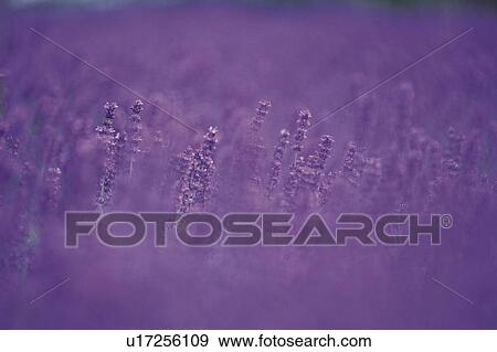 Stock Photo -  Several Lavender Flowers, Spreading Across the Surface, Differential Focus. Fotosearch