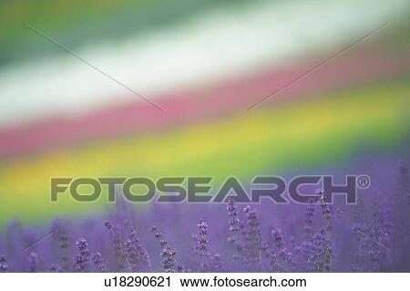 Several Lavender Flowers, Surrounded By Other Colorful Flowers, Differential Focus, Hokkaido Prefecture, Japan View Large Photo Image Stock Image - Several Lavender Flowers, Surrounded By Other Colorful Flowers, Differential Focus, Hokkaido Prefecture, Japan. Fotosearch