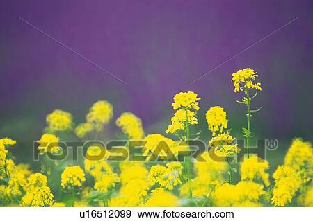 Several Rape Blossoms, Surrounded By a Purple Background, Differential Focus, Hokkaido Prefecture, Japan View Large Photo Image Stock Photo - Several Rape Blossoms, Surrounded By a Purple Background, Differential Focus, Hokkaido Prefecture, Japan. Fotosearch