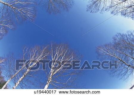 Several Silver Birches In a Circle Under a Blue Sky, Low Angle View View Large Photo Image Stock Photo - Several Silver Birches In a Circle Under a Blue Sky, Low Angle View. Fotosearch