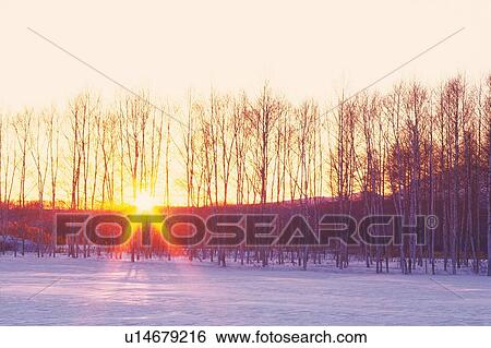 Stock Photograph -  Several Trees Lined Up Next to Each Other in the Snow, the Sun Shining Through From Behind, Front View, Hokkaido Prefecture, Japan. Fotosearch