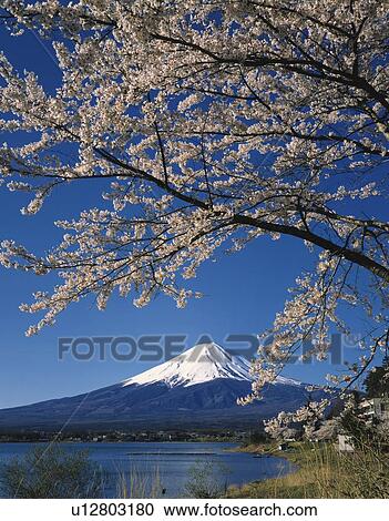 Mt. Fuji and a cherry tree, Kawaguchiko town, Yamanashi prefecture, Japan View Large Photo Image Stock Image - Mt. Fuji and a cherry tree, Kawaguchiko town, Yamanashi prefecture, Japan. Fotosearch