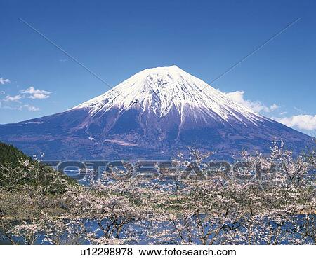 Mt. Fuji and cherry trees in April, Fujinomiya city, Shizuoka prefecture, Japan View Large Photo Image Stock Photo - Mt. Fuji and cherry trees in April, Fujinomiya city, Shizuoka prefecture, Japan. Fotosearch