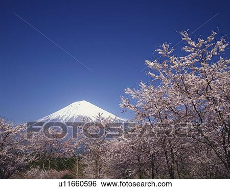 Mt. Fuji and cherry trees under the blue sky, low angle view, Fujinomiya city, Shizuoka prefecture, Japan, copy space View Large Photo Image Stock Photograph - Mt. Fuji and cherry trees under the blue sky, low angle view, Fujinomiya city, Shizuoka prefecture, Japan, copy space. Fotosearch
