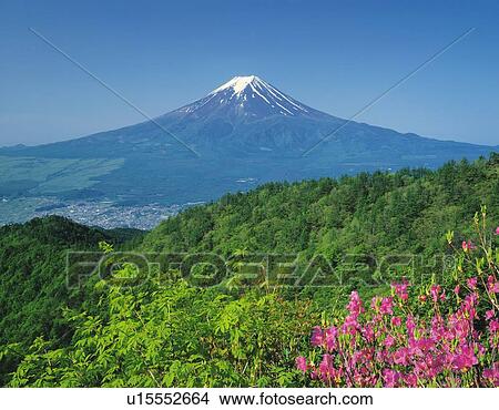Mt. Fuji and green forest, Kawaguchiko town, Yamanashi prefecture, Japan View Large Photo Image Picture - Mt. Fuji and green forest, Kawaguchiko town, Yamanashi prefecture, Japan. Fotosearch