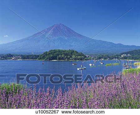 Stock Photo - Mt. Fuji and Lake Kawaguchi in summer, Kawaguchiko town, Yamanashi prefecture, Japan. Fotosearch