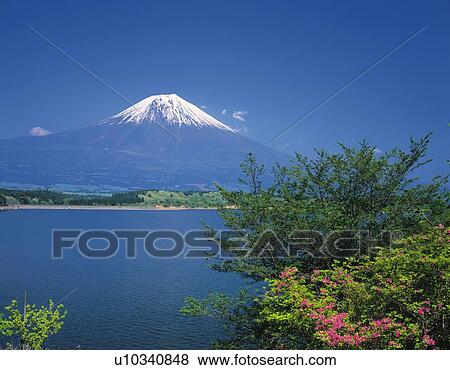 Mt. Fuji and Lake Shoji in May, Fujinomiya city, Shizuoka prefecture, Japan View Large Photo Image Stock Photo - Mt. Fuji and Lake Shoji in May, Fujinomiya city, Shizuoka prefecture, Japan. Fotosearch