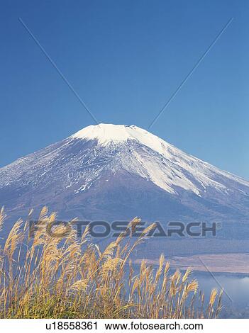 Mt. Fuji and silver grass, Yamanakako village, Yamanashi prefecture, Japan, copy space View Large Photo Image Stock Image - Mt. Fuji and silver grass, Yamanakako village, Yamanashi prefecture, Japan, copy space. Fotosearch