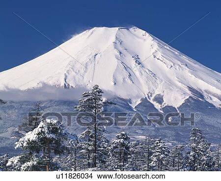 Picture - Mt. Fuji and trees covered with snow, Yamanakako village, Yamanashi prefecture, Japan. Fotosearch
