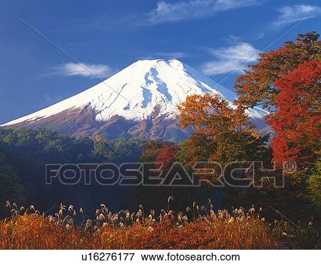 Mt. Fuji and trees in autumn, Oshino village, Yamanashi prefecture, Japan View Large Photo Image Stock Photo - Mt. Fuji and trees in autumn, Oshino village, Yamanashi prefecture, Japan. Fotosearch