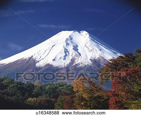 Stock Photo - Mt. Fuji and trees in autumn, Oshino village, Yamanashi prefecture, Japan. Fotosearch