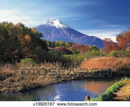 Stock Photo - Mt. Fuji and trees in autumn, Oshino village, Yamanashi prefecture, Japan. Fotosearch