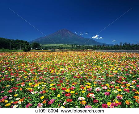Mt. Fuji from field of colorful flowers, Yamanakako village, Yamanashi prefecture, Japan View Large Photo Image Picture - Mt. Fuji from field of colorful flowers, Yamanakako village, Yamanashi prefecture, Japan. Fotosearch