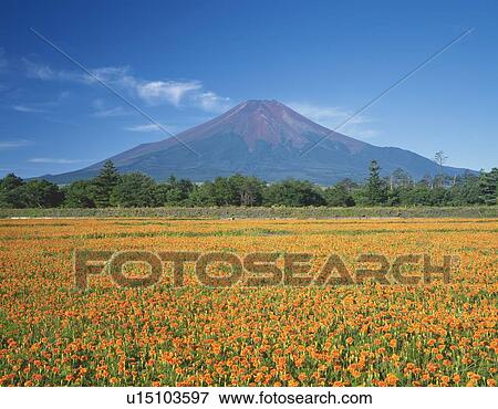 Mt. Fuji from field of flowers, Yamanakako village, Yamanashi prefecture, Japan View Large Photo Image Stock Photo - Mt. Fuji from field of flowers, Yamanakako village, Yamanashi prefecture, Japan. Fotosearch