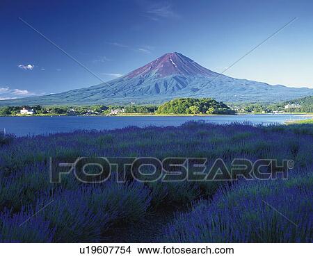 Mt. Fuji from field of lavenders in summer, Kawaguchiko town, Yamanashi prefecture, Japan View Large Photo Image Picture - Mt. Fuji from field of lavenders in summer, Kawaguchiko town, Yamanashi prefecture, Japan. Fotosearch