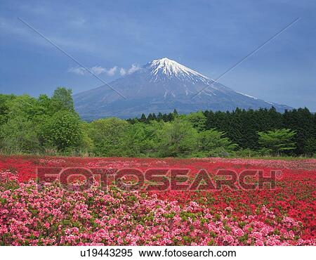 Mt. Fuji from field of pink flowers, Fujinomiya city, Shizuoka prefecture, Japan View Large Photo Image Stock Photography - Mt. Fuji from field of pink flowers, Fujinomiya city, Shizuoka prefecture, Japan. Fotosearch