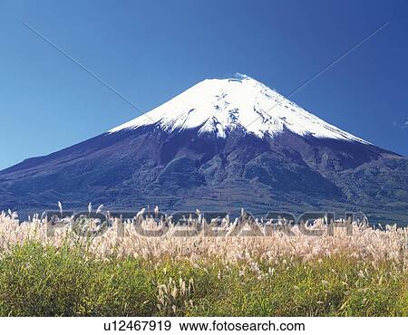 Stock Photo - Mt. Fuji from field of silver grass, Oshino village, Yamanashi prefecture, Japan. Fotosearch