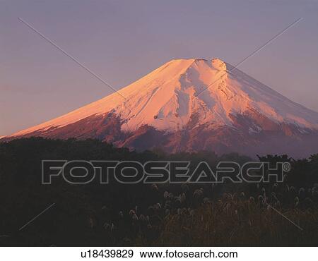 Stock Photo - Mt. Fuji from field of silver grass, Oshino village, Yamanashi prefecture, Japan. Fotosearch