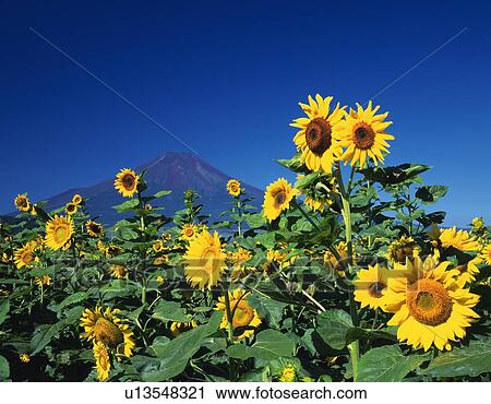 Stock Image - Mt. Fuji from field of sunflowers, low angle view, Oshino village, Yamanashi prefecture, Japan. Fotosearch