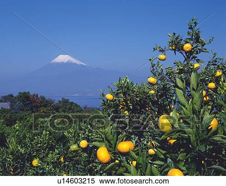Mt. Fuji from orange plantation, Numazu city, Shizuoka prefecture, Japan View Large Photo Image Stock Photography - Mt. Fuji from orange plantation, Numazu city, Shizuoka prefecture, Japan. Fotosearch