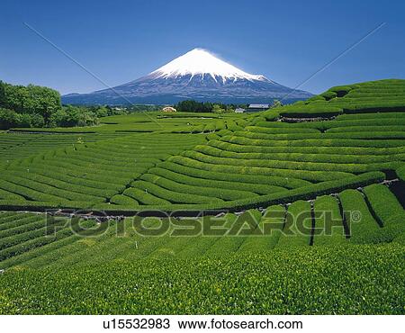 Mt. Fuji from tea garden, Fujinomiya city, Shizuoka prefecture, Japan View Large Photo Image Stock Image - Mt. Fuji from tea garden, Fujinomiya city, Shizuoka prefecture, Japan. Fotosearch