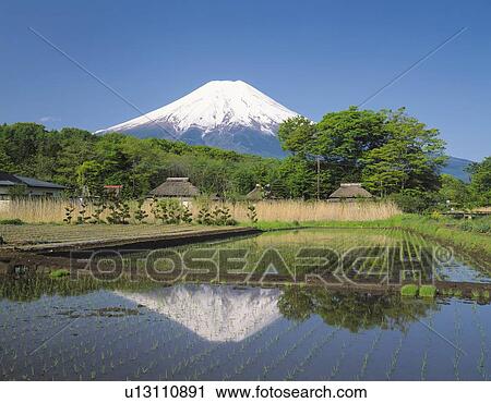 Stock Image - Paddy fields and Mt. Fuji, Oshino village, Yamanashi prefecture, Japan. Fotosearch