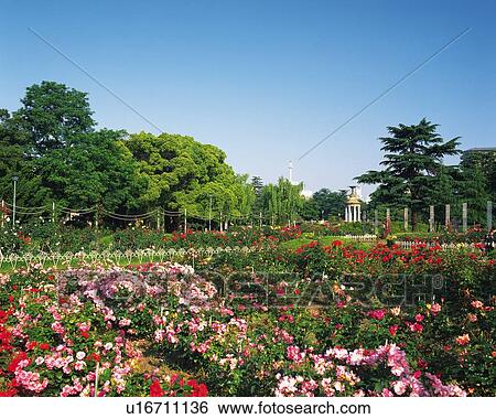 Tsuruma Park, Nagoya City, Japan, Front View, Pan Focus View Large Photo Image Stock Photograph - Tsuruma Park, Nagoya City, Japan, Front View, Pan Focus. Fotosearch
