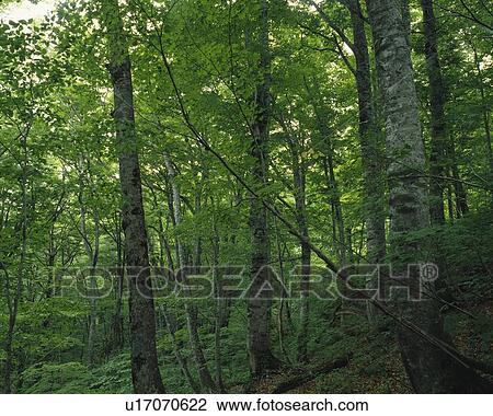 Shirakami Sanchi, Aomori Prefecture, Japan, Asia, Low Angle View, Pan Focus View Large Photo Image Stock Image - Shirakami Sanchi, Aomori Prefecture, Japan, Asia, Low Angle View, Pan Focus. Fotosearch