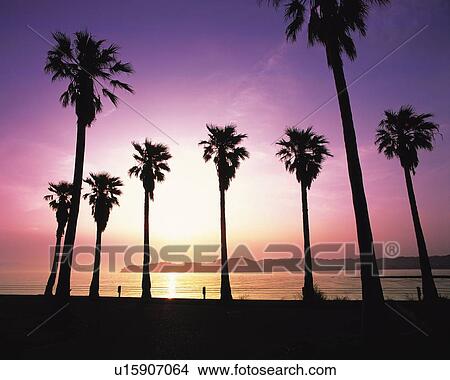 Picture - Palm Trees at Zaimokuza Beach, Shonan, Kanagawa Prefecture, Japan, Low Angle View, Lens Flare. Fotosearch