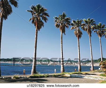 Palm Trees Of Zaimokuza Beach Shonan Kanagawa Prefecture Japan Low Angle View Pan Focus Stock Photography U1975 Fotosearch