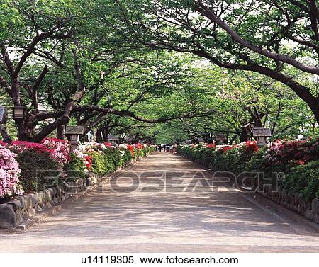 Stock Photography - Wakamiyaoji Street with Azalea, Kamakura City, Kanagawa Prefecture, Japan, Front View, Pan Focus. Fotosearch