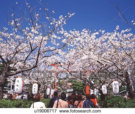 Stock Photo - Wakamiyaoji Street with Cherry Trees, Kamakura City, Kanagawa Prefecture, Japan, Low Angle View, Pan Focus. Fotosearch