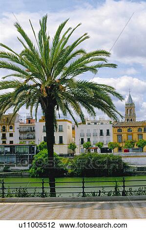 Stock Image - Sevilla, Andalucia, Andalusia, Spain, Town, City, Tree. Fotosearch