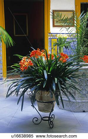 Stock Photography - Sevilla, Andalucia, Andalusia, Spain, Town, City, Flowerpot. Fotosearch