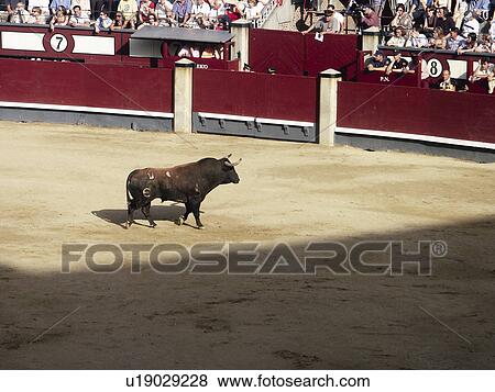 Spain, Madrid, City, Town, Typical, Bull, Bulls View Large Photo Image Stock Photo - Spain, Madrid, City, Town, Typical, Bull, Bulls. Fotosearch