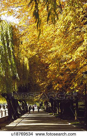 Picture - Spain, Castilla leon, Burgos, City, Town, Tree, Trees. Fotosearch
