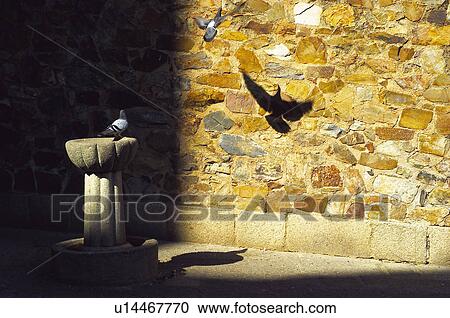 Pigeons flying at a stone wall View Large Photo Image Stock Image - Pigeons flying at a stone wall. Fotosearch