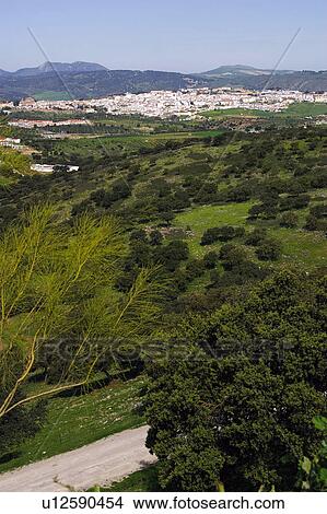 Picture - Spain, Andalusia, Andalucia, Costa del sol, Ronda, Landscape, Road. Fotosearch