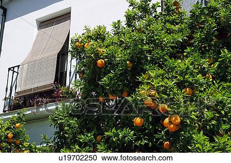 Spain, Andalusia, Andalucia, Costa del sol, Ronda, Architecture, Building View Large Photo Image Stock Image - Spain, Andalusia, Andalucia, Costa del sol, Ronda, Architecture, Building. Fotosearch