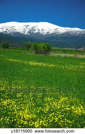 Meadow with snow covered mountains in the distance View Large Photo Image Stock Image - Meadow with snow covered mountains in the distance. Fotosearch