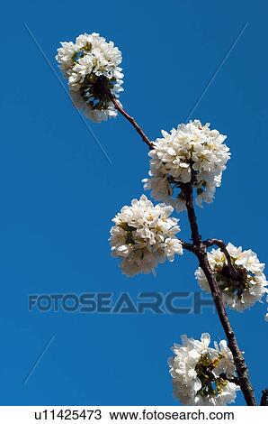 Stock Image - Spain, Extremadura, Caceres, Valley, Jerte, Jerte valley, Valle del jerte. Fotosearch