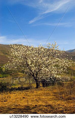 Spain, Extremadura, Caceres, Valley, Jerte, Jerte valley, Valle del jerte View Large Photo Image Stock Image - Spain, Extremadura, Caceres, Valley, Jerte, Jerte valley, Valle del jerte. Fotosearch