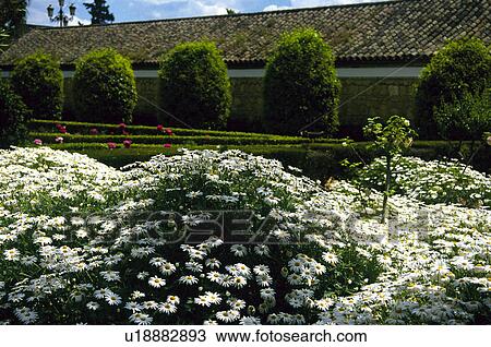 Spain, Andalucia, Andalusia, Cordoba, Garden, Roof, Tree View Large Photo Image Stock Image - Spain, Andalucia, Andalusia, Cordoba, Garden, Roof, Tree. Fotosearch