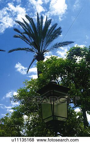 Stock Photo - Spain, Andalucia, Andalusia, Cordoba, Nature, Landscape, Tree. Fotosearch