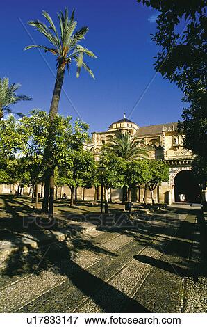 Stock Photo - Spain, Andalucia, Andalusia, Cordoba, Street, Square, Tree. Fotosearch