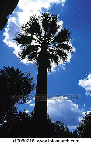Stock Photograph - Spain, Andalucia, Andalusia, Cordoba, Nature, Sunset, Landscape. Fotosearch