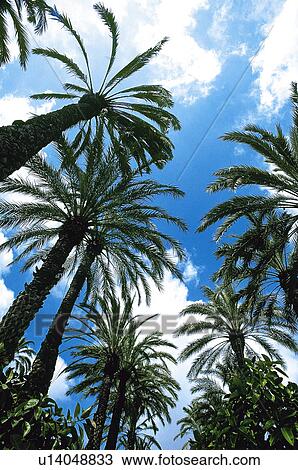 Spain, Alicante, Elche, Nature, Tree, Trees, Palm tree View Large Photo Image Stock Image - Spain, Alicante, Elche, Nature, Tree, Trees, Palm tree. Fotosearch