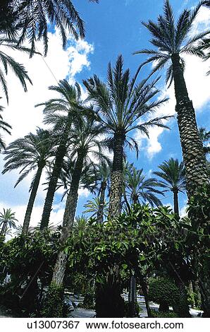 Spain, Alicante, Elche, Nature, Tree, Trees, Palm tree View Large Photo Image Stock Photo - Spain, Alicante, Elche, Nature, Tree, Trees, Palm tree. Fotosearch